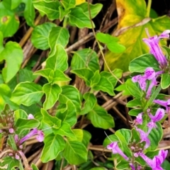 Hypoestes aristata at Nambucca Heads, NSW - 4 Jul 2023 10:21 AM