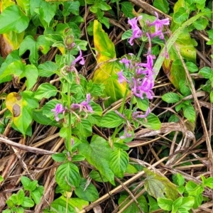 Hypoestes aristata at Nambucca Heads, NSW - 4 Jul 2023 10:21 AM