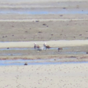 Pandion haliaetus at Killaloe, QLD - suppressed