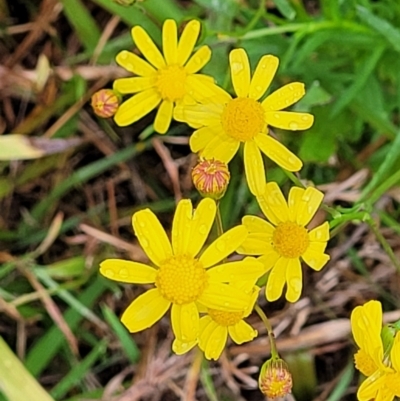 Senecio madagascariensis (Madagascan Fireweed, Fireweed) at Nambucca Heads, NSW - 4 Jul 2023 by trevorpreston