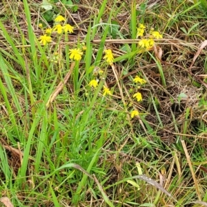 Senecio madagascariensis at Nambucca Heads, NSW - 4 Jul 2023