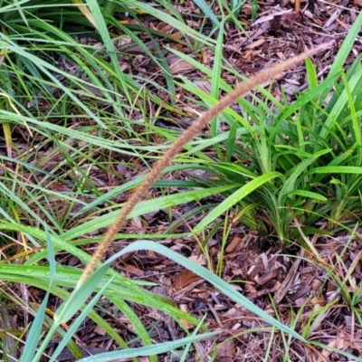 Setaria sphacelata (South African Pigeon Grass) at Nambucca Heads, NSW - 4 Jul 2023 by trevorpreston