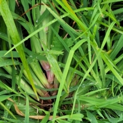 Setaria sphacelata at Nambucca Heads, NSW - 4 Jul 2023