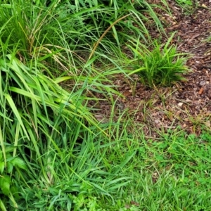 Setaria sphacelata at Nambucca Heads, NSW - 4 Jul 2023