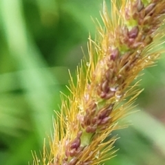 Setaria sphacelata at Nambucca Heads, NSW - 4 Jul 2023