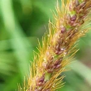 Setaria sphacelata at Nambucca Heads, NSW - 4 Jul 2023 10:19 AM