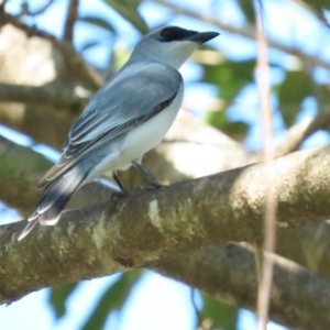 Coracina papuensis at Port Douglas, QLD - 28 Jun 2023 10:22 AM