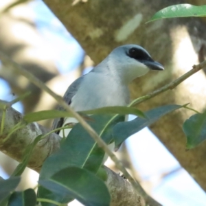 Coracina papuensis at Port Douglas, QLD - 28 Jun 2023 10:22 AM