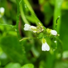 Cardamine hirsuta (Common Bittercress, Hairy Woodcress) at Nambucca Heads, NSW - 4 Jul 2023 by trevorpreston