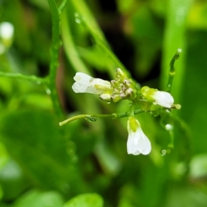 Cardamine hirsuta at Nambucca Heads, NSW - 4 Jul 2023 10:12 AM