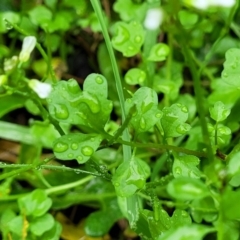 Cardamine hirsuta at Nambucca Heads, NSW - 4 Jul 2023