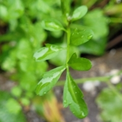 Cardamine hirsuta at Nambucca Heads, NSW - 4 Jul 2023