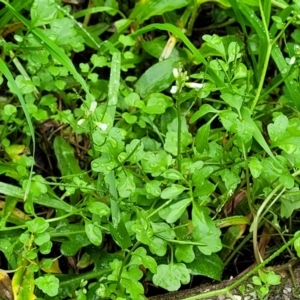 Cardamine hirsuta at Nambucca Heads, NSW - 4 Jul 2023