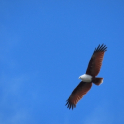 Haliastur indus (Brahminy Kite) at Lower Daintree, QLD - 29 Jun 2023 by BenW
