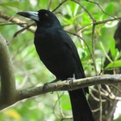 Melloria quoyi (Black Butcherbird) at Port Douglas, QLD - 26 Jun 2023 by BenW