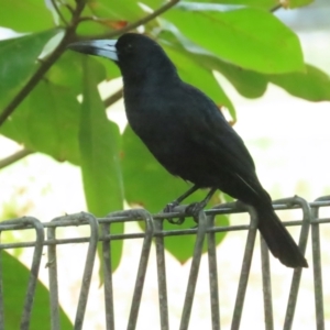 Melloria quoyi at Port Douglas, QLD - 26 Jun 2023