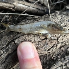 Unidentified Fish at Burrinjuck, NSW - 2 Jul 2023 by sduus