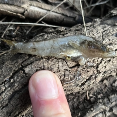 Unidentified Fish at Burrinjuck, NSW - 2 Jul 2023 by sduus