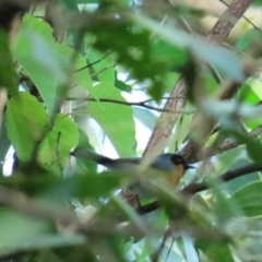 Symposiachrus trivirgatus (Spectacled Monarch) at Port Douglas, QLD - 28 Jun 2023 by BenW