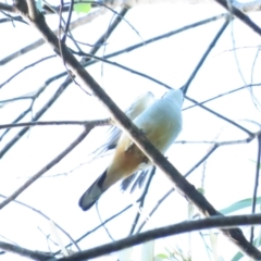 Lalage leucomela (Varied Triller) at Port Douglas, QLD - 28 Jun 2023 by BenW