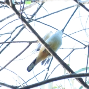 Lalage leucomela at Port Douglas, QLD - 28 Jun 2023 07:58 AM