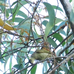 Meliphaga notata at Port Douglas, QLD - 28 Jun 2023