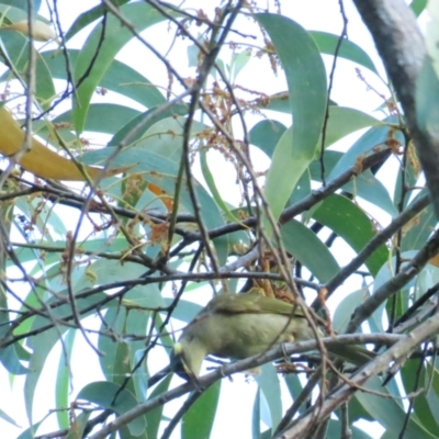 Meliphaga notata (Yellow-spotted Honeyeater) at Port Douglas, QLD - 27 Jun 2023 by BenW