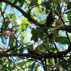 Meliphaga notata at Port Douglas, QLD - 28 Jun 2023 08:00 AM