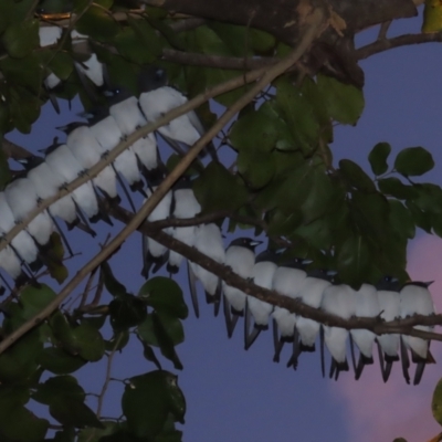 Artamus leucorynchus (White-breasted Woodswallow) at Port Douglas, QLD - 27 Jun 2023 by BenW