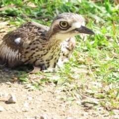 Burhinus grallarius (Bush Stone-curlew) at Port Douglas, QLD - 26 Jun 2023 by BenW