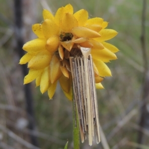 Clania lewinii at Bowning, NSW - 11 Dec 2022