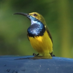 Cinnyris frenatus at Port Douglas, QLD - 26 Jun 2023 09:09 AM