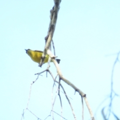 Cinnyris frenatus at Port Douglas, QLD - 26 Jun 2023 09:09 AM