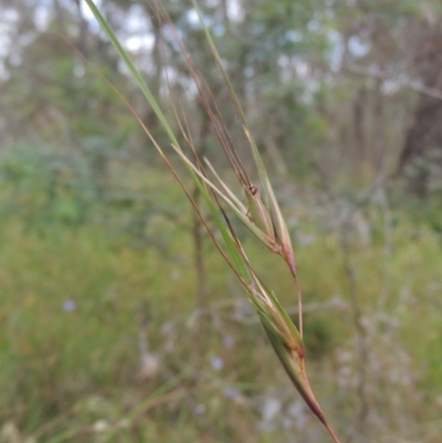 Themeda triandra (Kangaroo Grass) at Bowning, NSW - 11 Dec 2022 by michaelb
