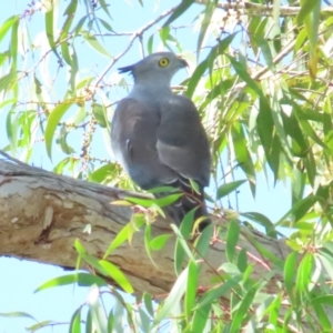 Aviceda subcristata at Port Douglas, QLD - 26 Jun 2023