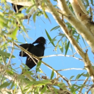 Aplonis metallica at Port Douglas, QLD - 26 Jun 2023 07:28 AM