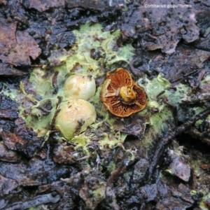 Cortinarius globuliformis at suppressed - 1 Jun 2014