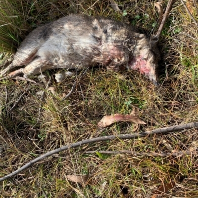 Perameles nasuta (Long-nosed Bandicoot) at Lower Cotter Catchment - 3 Jul 2023 by tjwells