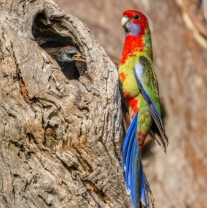 Platycercus elegans at Hackett, ACT - 3 Jul 2023