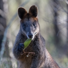 Wallabia bicolor (Swamp Wallaby) at Ginninderry Conservation Corridor - 26 Apr 2023 by C_mperman