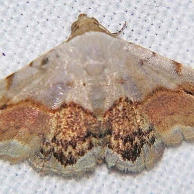 Autoba pectorora (A Noctuid moth (Acontiinae) at Sheldon, QLD - 1 Apr 2011 by PJH123