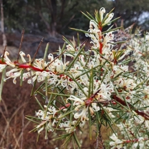 Hakea decurrens subsp. decurrens at Yass River, NSW - 4 Jul 2023