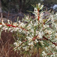 Hakea decurrens subsp. decurrens (Bushy Needlewood) at Yass River, NSW - 4 Jul 2023 by SenexRugosus