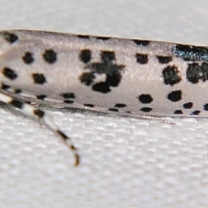 Yponomeuta pustulellus at Sheldon, QLD - 1 Apr 2011