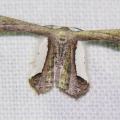 Balantiucha decorata (Other moths (Uraniiadae family)) at Sheldon, QLD - 1 Apr 2011 by PJH123
