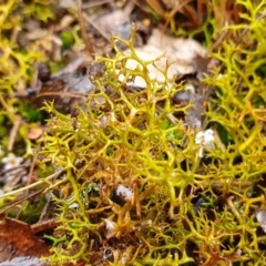 Cladia aggregata (A lichen) at Rugosa - 4 Jul 2023 by SenexRugosus