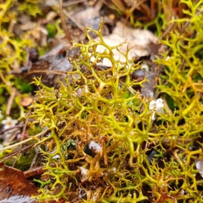 Cladia aggregata (A lichen) at Rugosa - 4 Jul 2023 by SenexRugosus