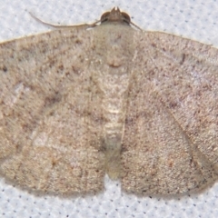 Casbia rectaria (Pomaderris Moth) at Sheldon, QLD - 1 Apr 2011 by PJH123