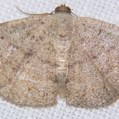 Casbia rectaria (Pomaderris Moth) at Sheldon, QLD - 1 Apr 2011 by PJH123