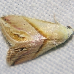 Eublemma cochylioides (Eublemma Moth) at Sheldon, QLD - 1 Apr 2011 by PJH123